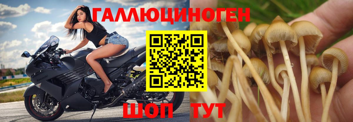 Псилоцибиновые грибы мицелий Домодедово